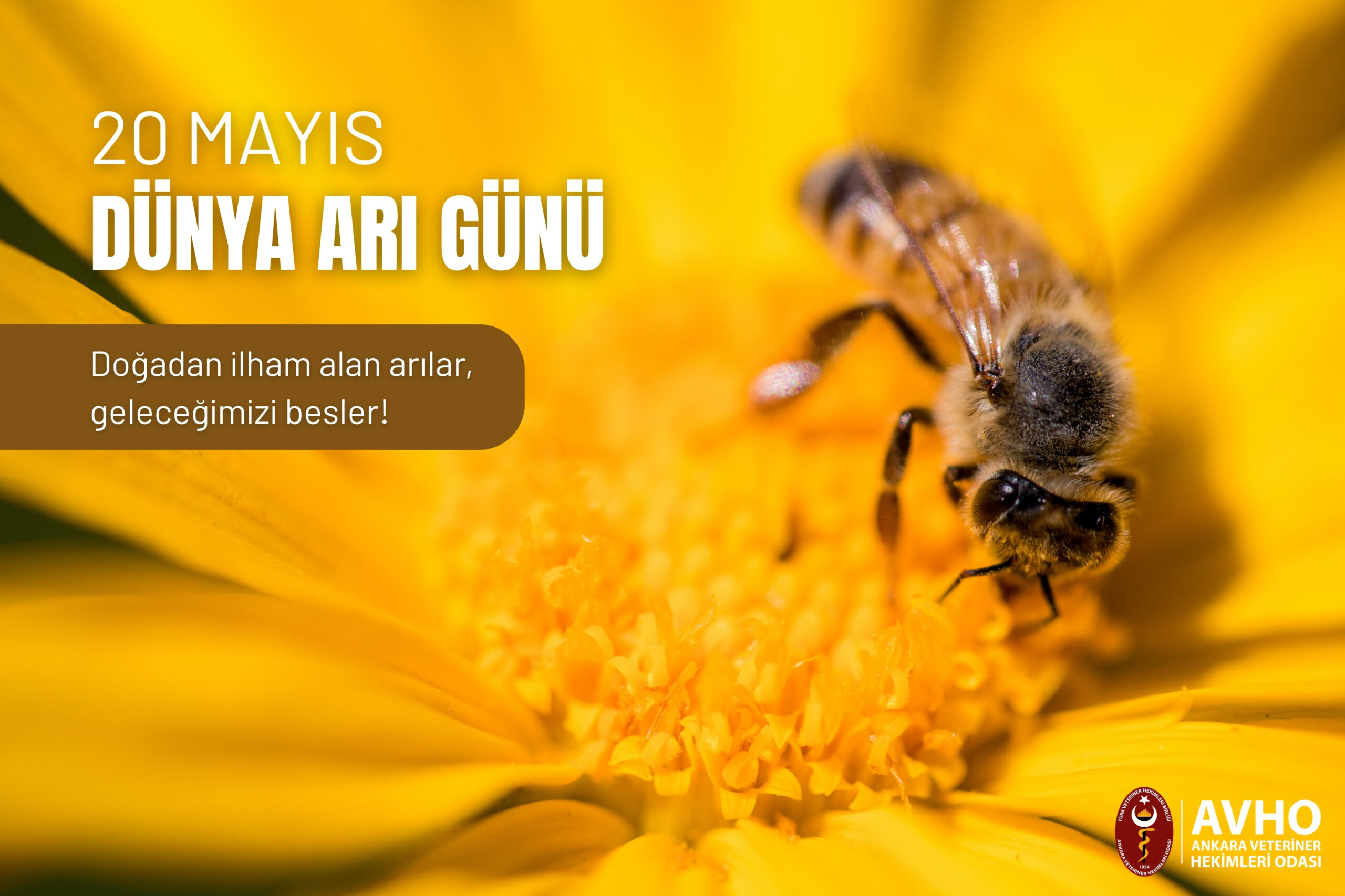 20 Mayıs Dünya Arı Günü
