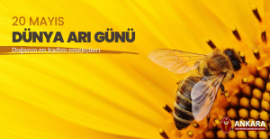 20 Mayıs Dünya Arı Günü