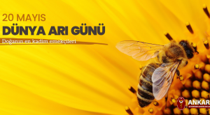 20 Mayıs Dünya Arı Günü